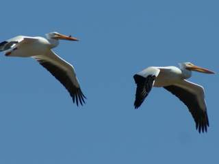 pelicans